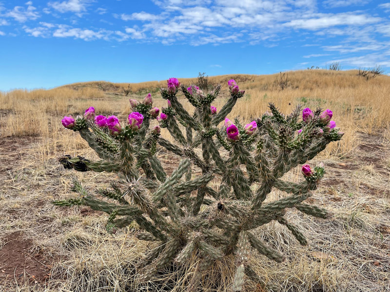 A desert cactus with flowers.